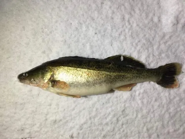 Zander