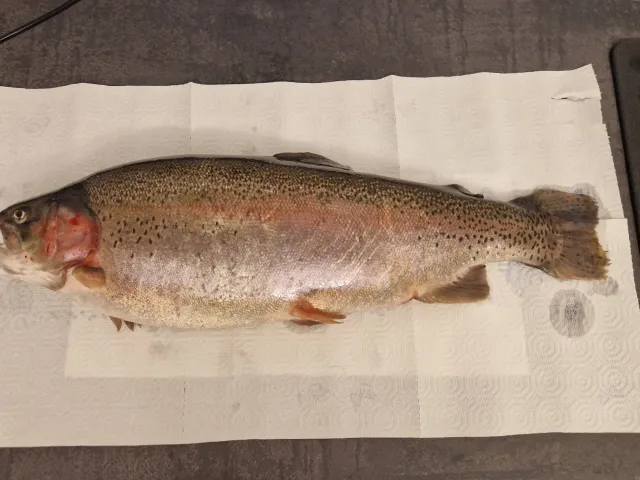 Regenbogenforelle