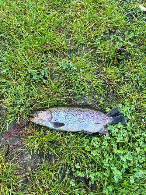 Regenbogenforelle