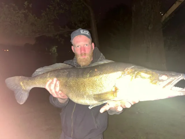 Zander