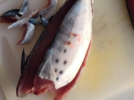 Thunfisch