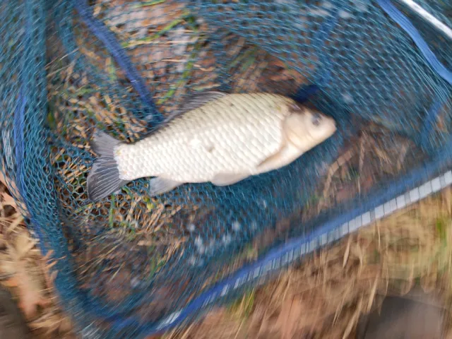 Giebel