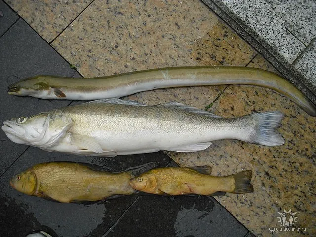 Zander