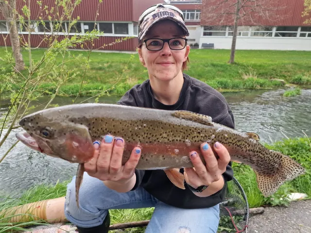 Regenbogenforelle