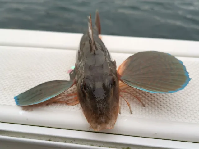 Knurrhahn (Roter)