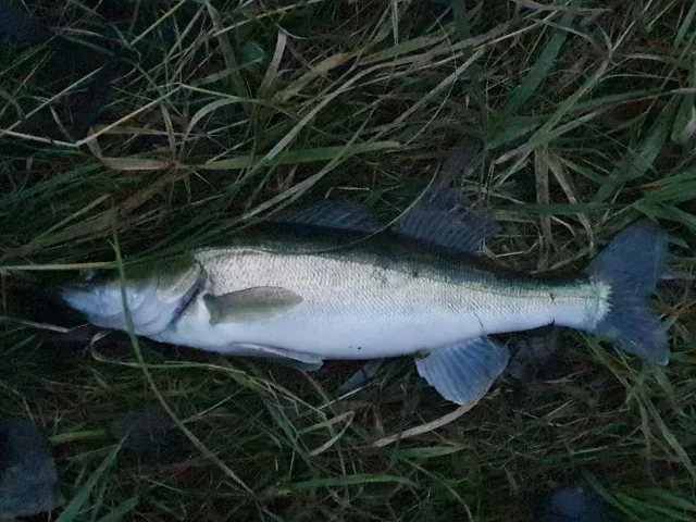 Zander