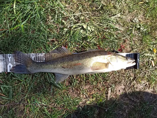 Zander