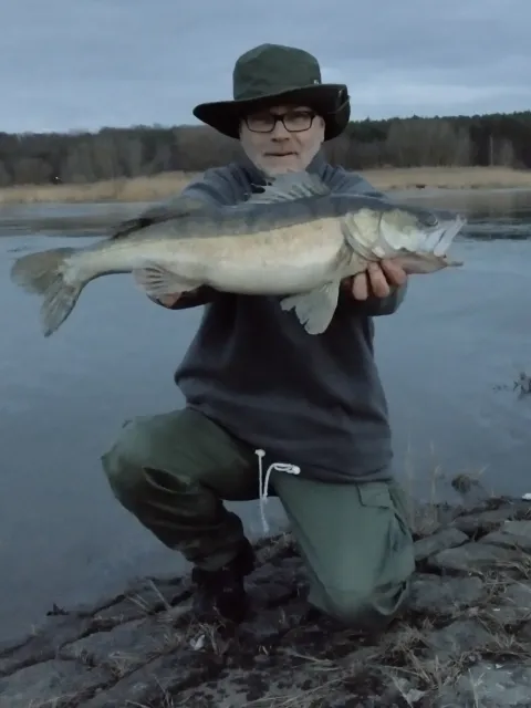 Zander