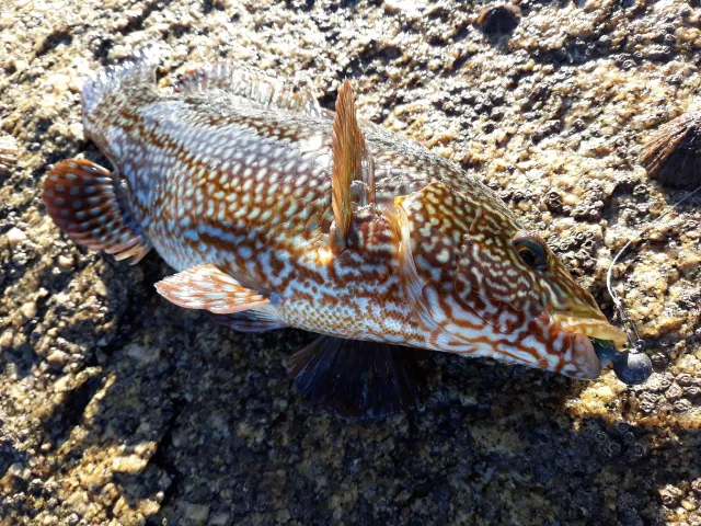 Lippfisch