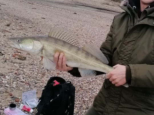 Zander