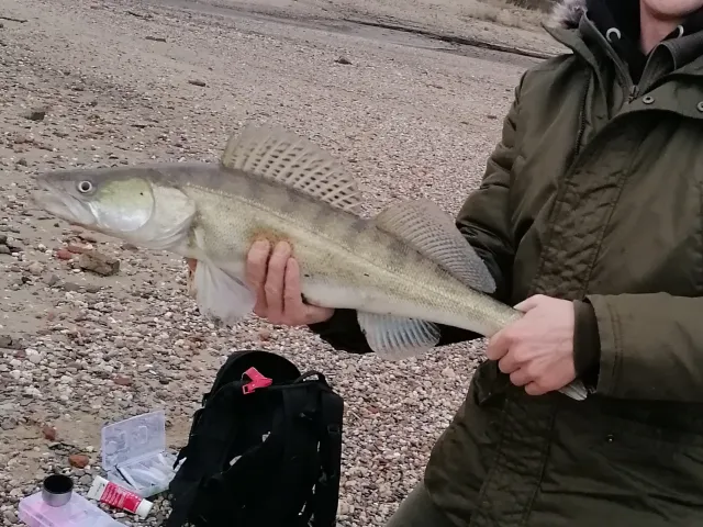 Zander