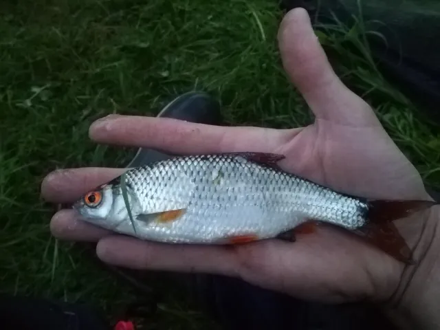 Rotauge