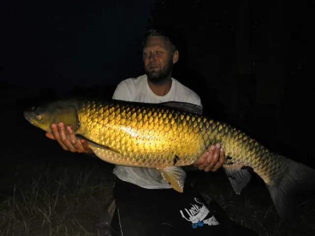 Graskarpfen