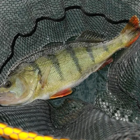 Flussbarsch