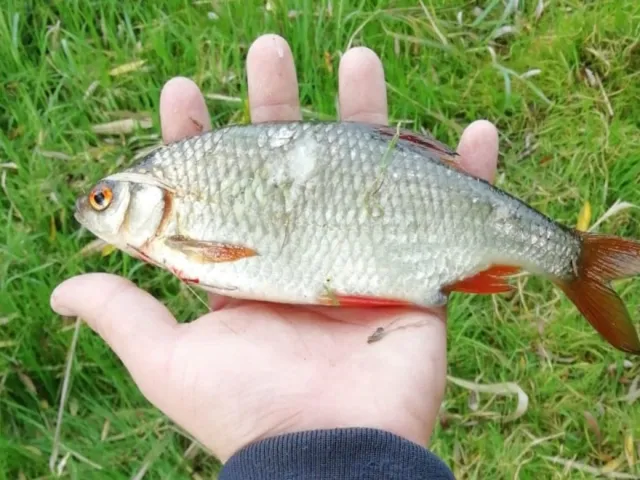 Rotauge