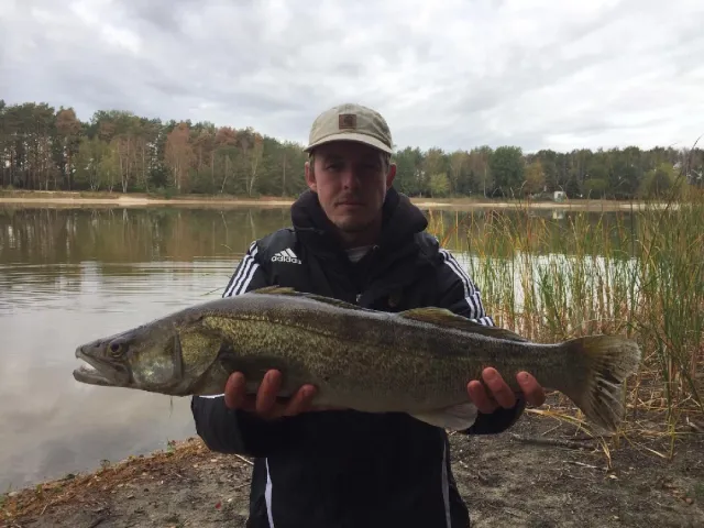 Zander