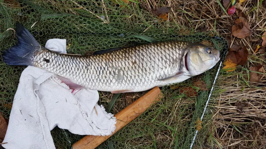 Döbel