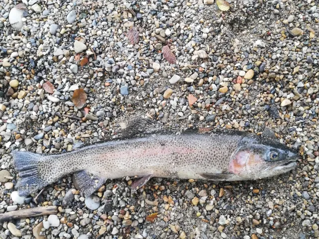 Regenbogenforelle