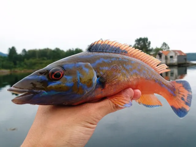 Lippfisch
