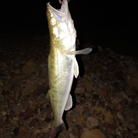 Zander