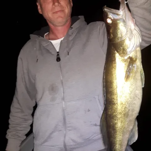 Zander