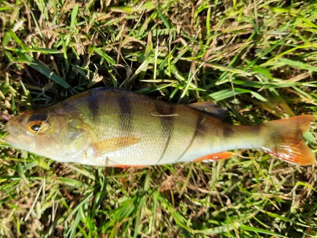 Flussbarsch
