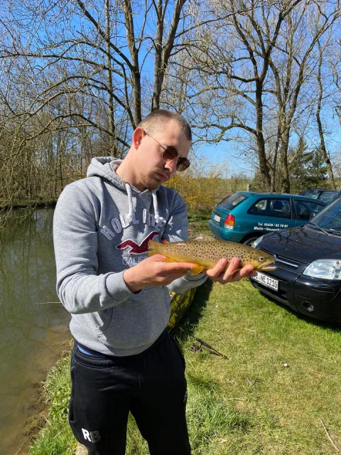 Bachforelle