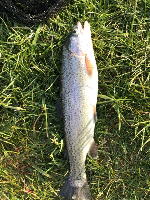 Regenbogenforelle