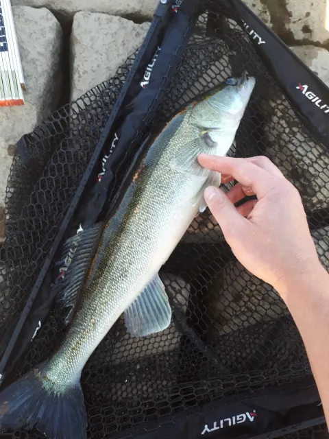Zander