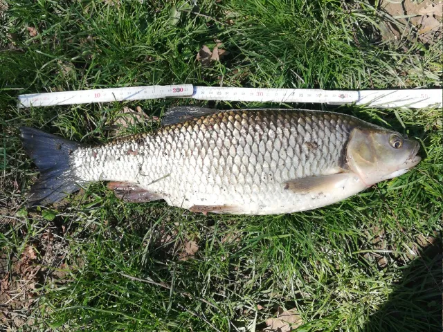 Döbel
