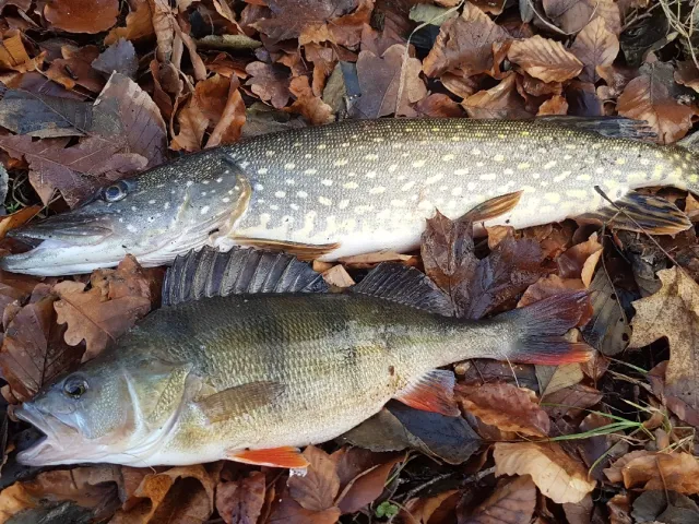 Flussbarsch