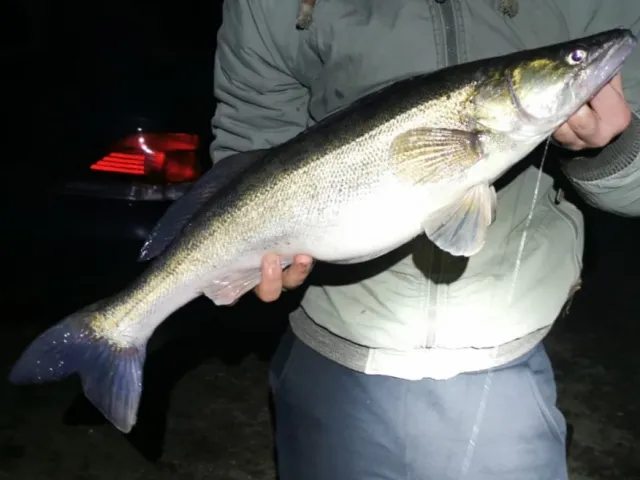 Zander