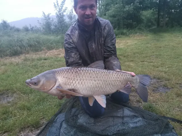 Graskarpfen