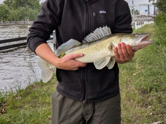 Zander