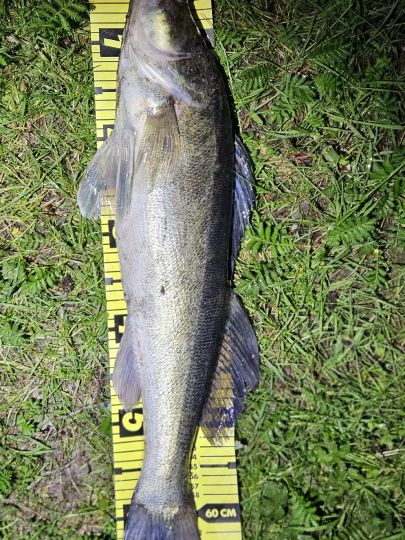 Zander