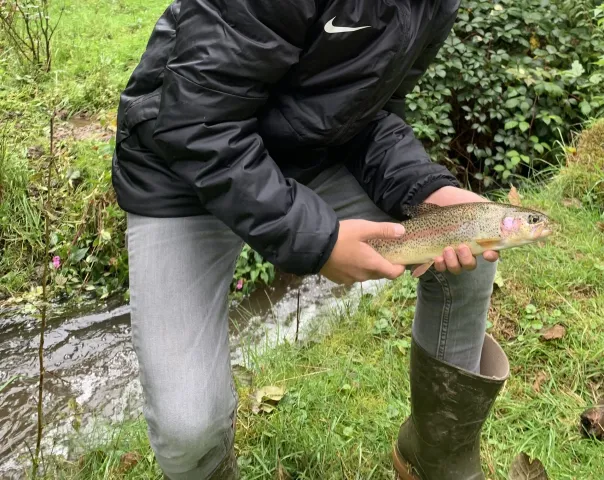 Regenbogenforelle