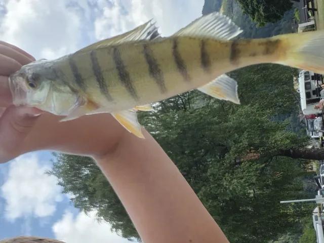 Flussbarsch