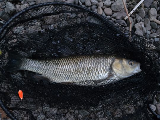 Döbel