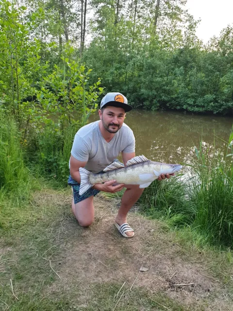 Zander