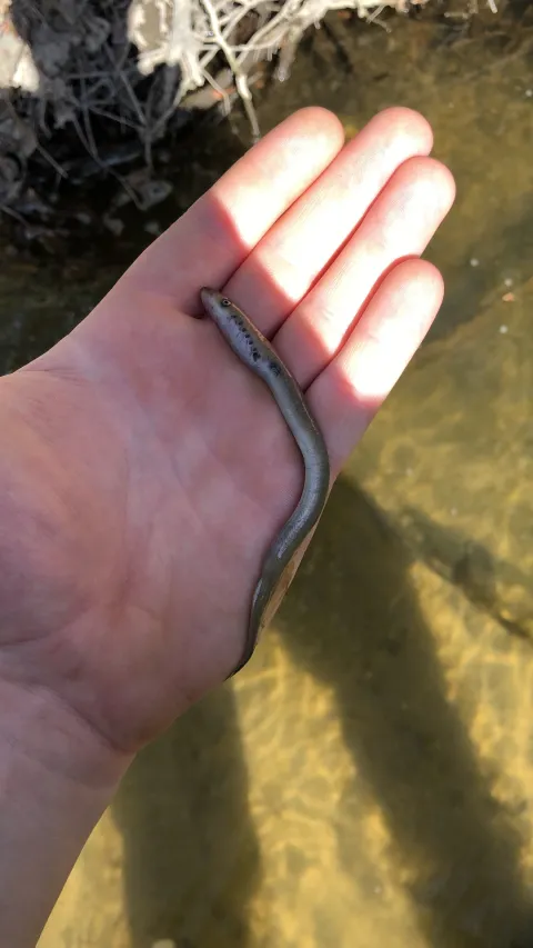 Flussneunauge