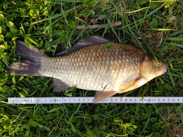 Giebel