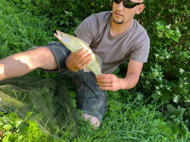Zander