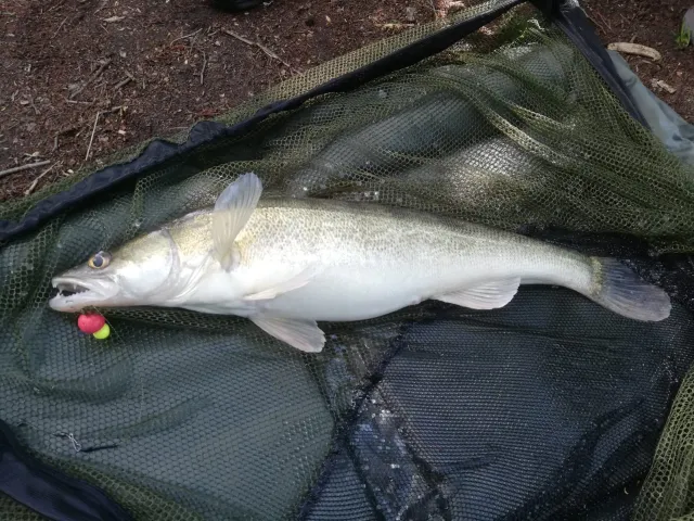 Zander