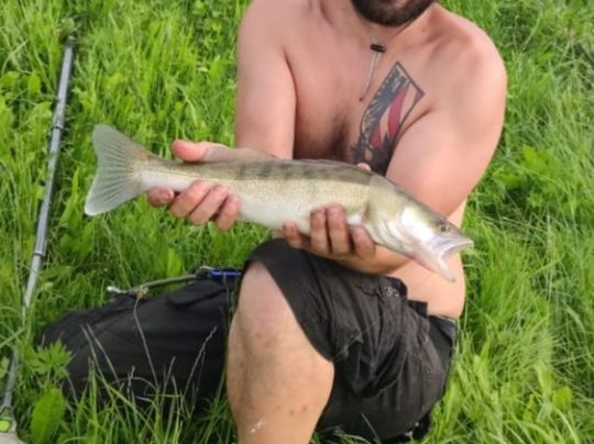 Zander