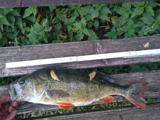 Flussbarsch
