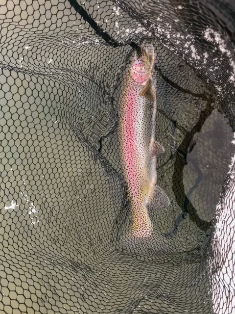 Regenbogenforelle