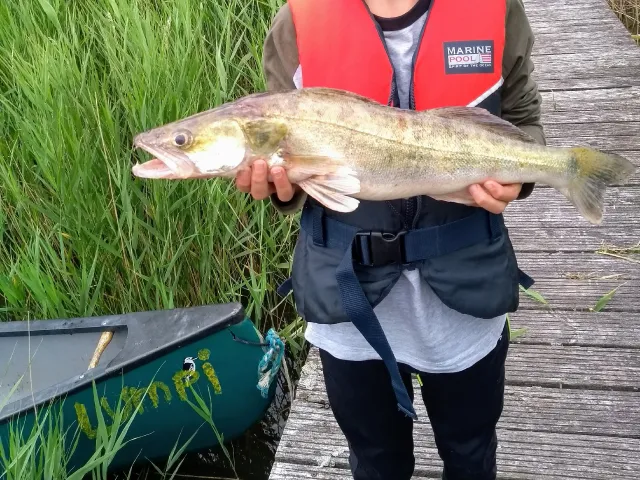 Zander