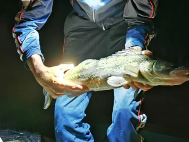 Zander