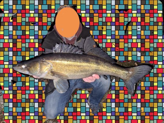 Zander