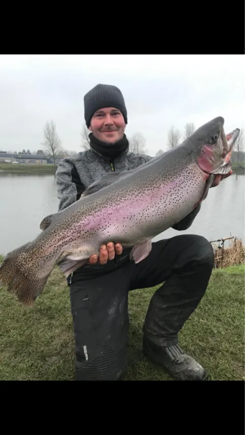 Regenbogenforelle